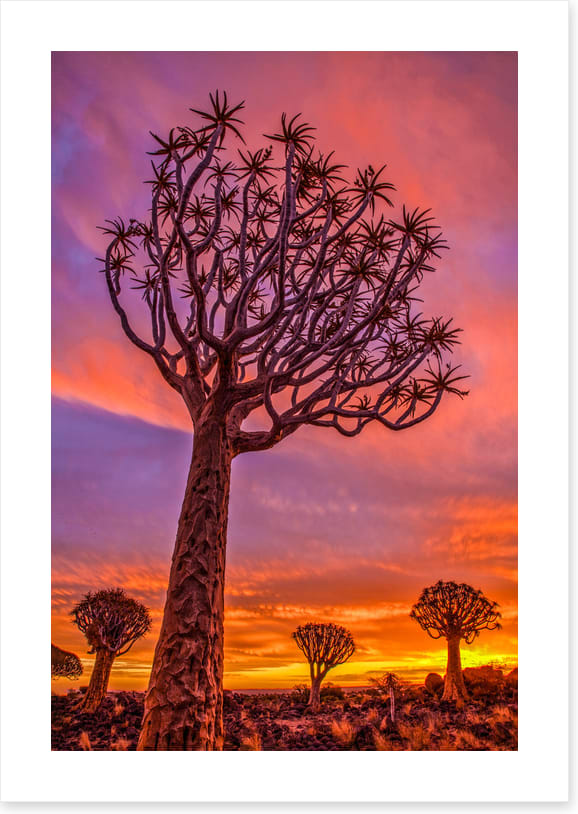 Quiver tree sundown