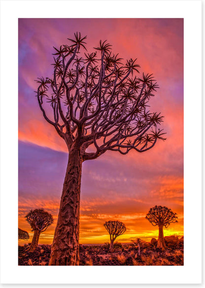 Quiver tree sundown
