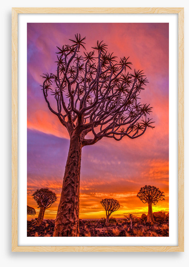 Quiver tree sundown