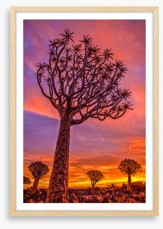 Quiver tree sundown
