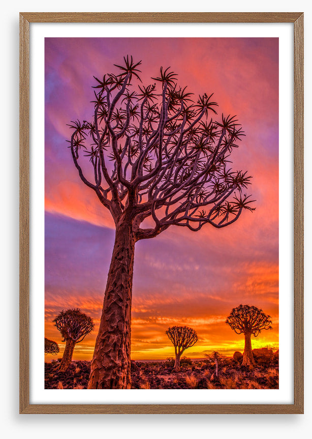 Quiver tree sundown