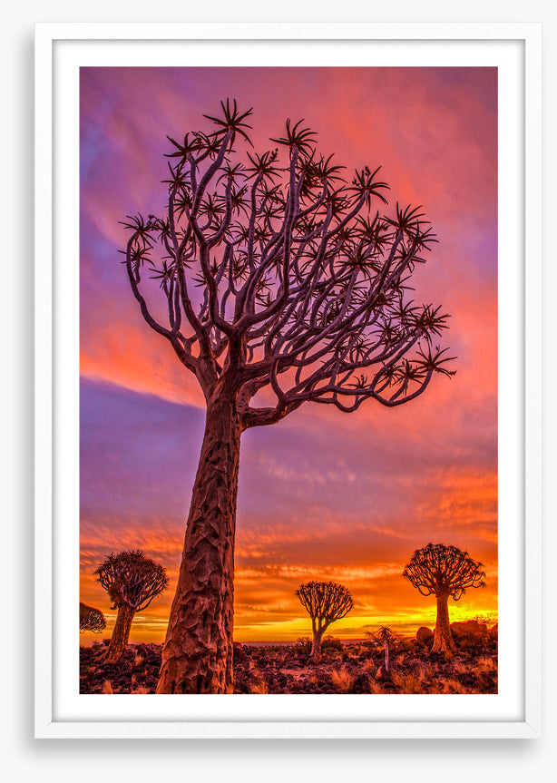Quiver tree sundown