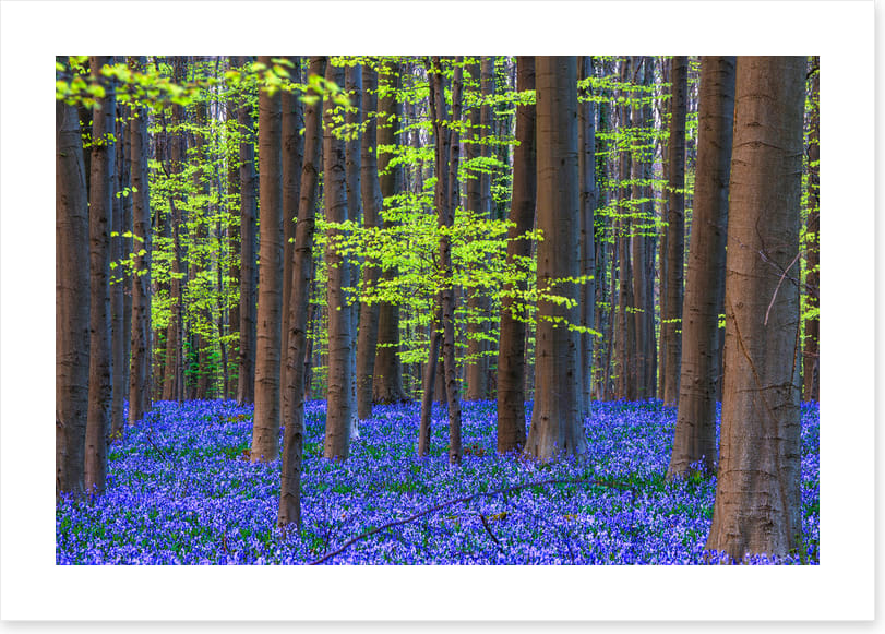 Blooming bluebells