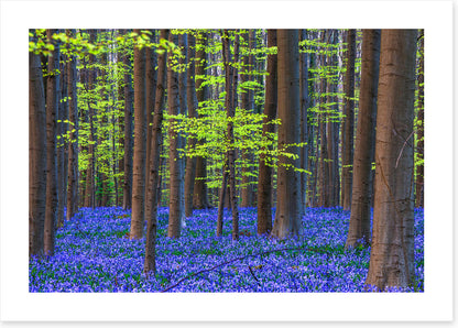 Blooming bluebells
