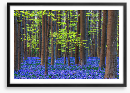 Blooming bluebells