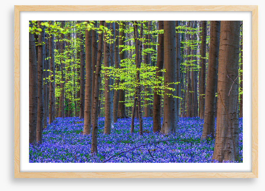 Blooming bluebells
