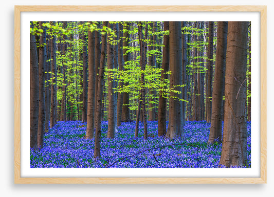 Blooming bluebells