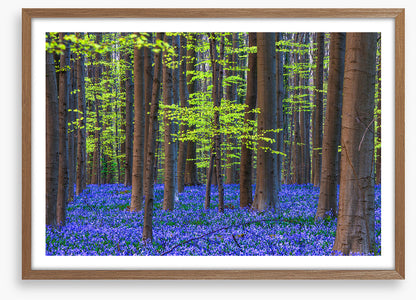 Blooming bluebells
