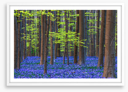 Blooming bluebells