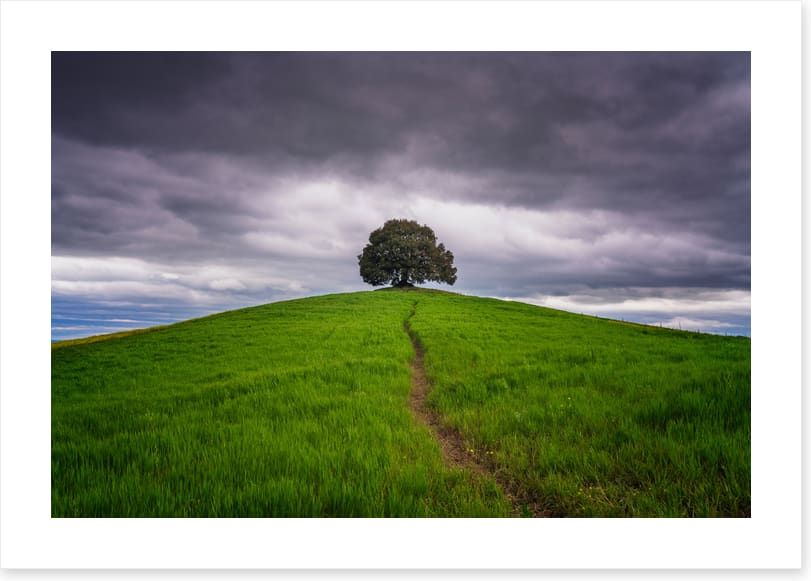 Lone tree trail