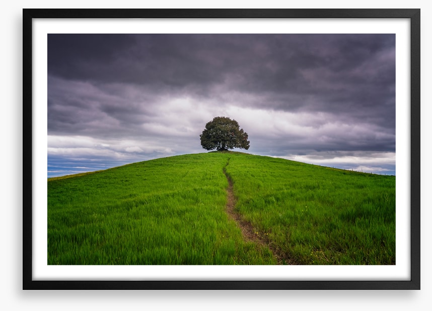 Lone tree trail