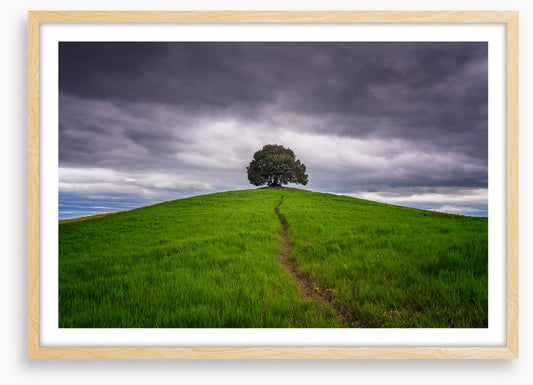 Lone tree trail