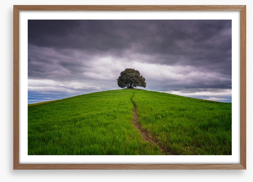 Lone tree trail