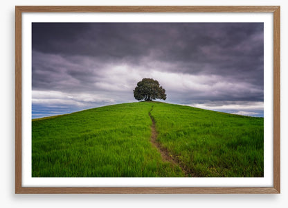 Lone tree trail