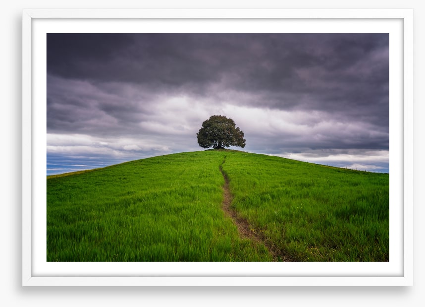 Lone tree trail