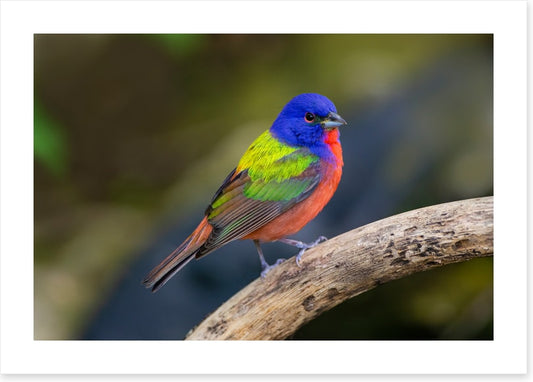 Painted bunting