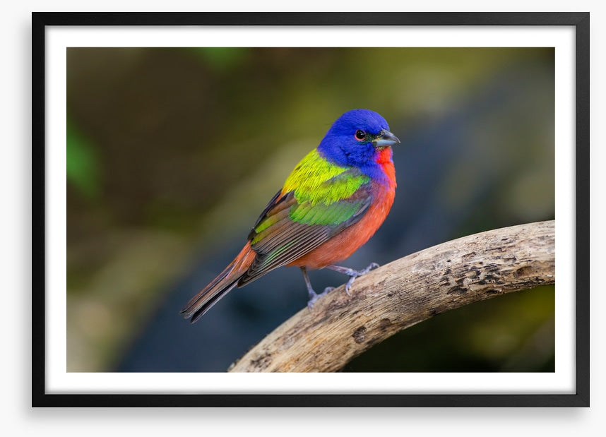 Painted bunting