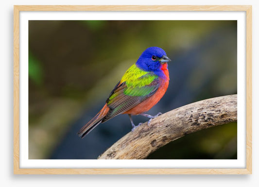 Painted bunting
