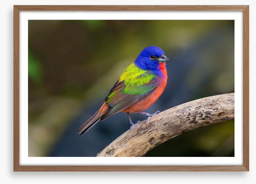 Painted bunting