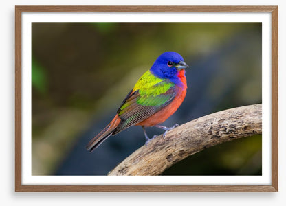 Painted bunting