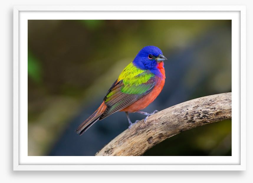 Painted bunting