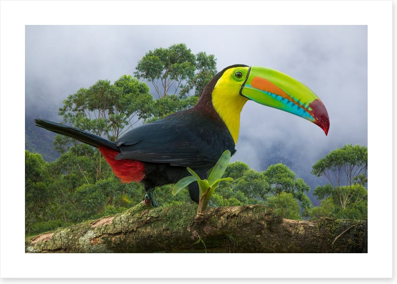 Birds