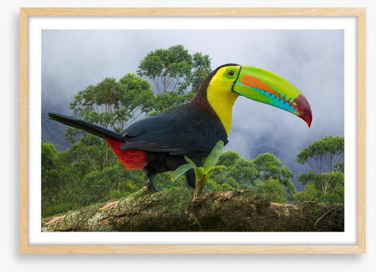 Birds