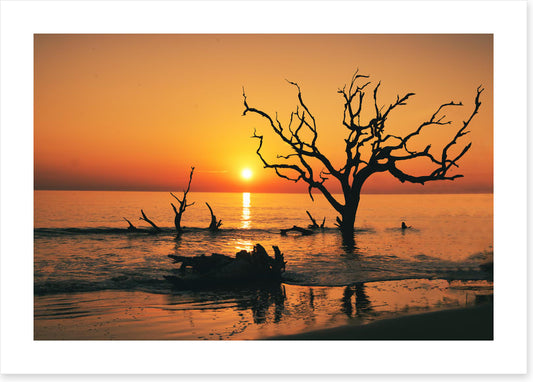 Driftwood Beach silhouettes