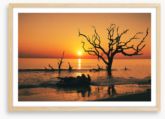 Driftwood Beach silhouettes