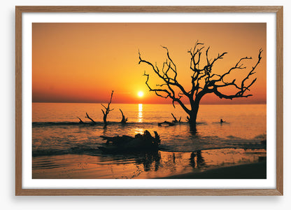 Driftwood Beach silhouettes