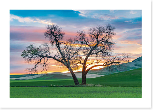 Cottonwood country