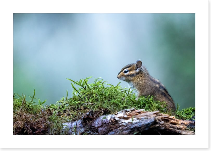 Curious chipmunk