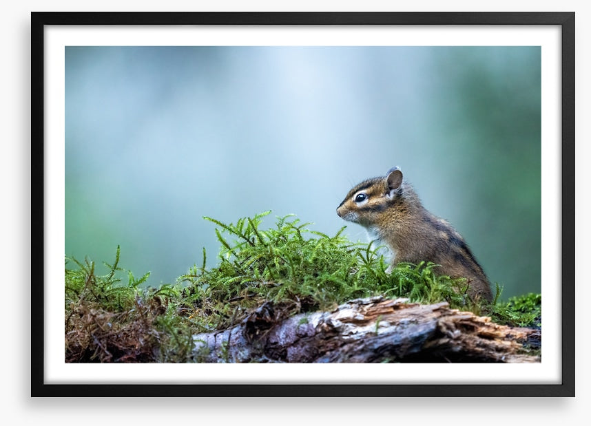Curious chipmunk