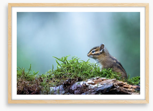 Curious chipmunk