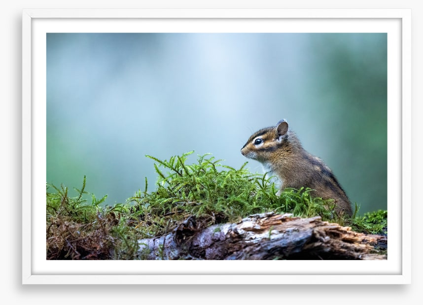 Curious chipmunk