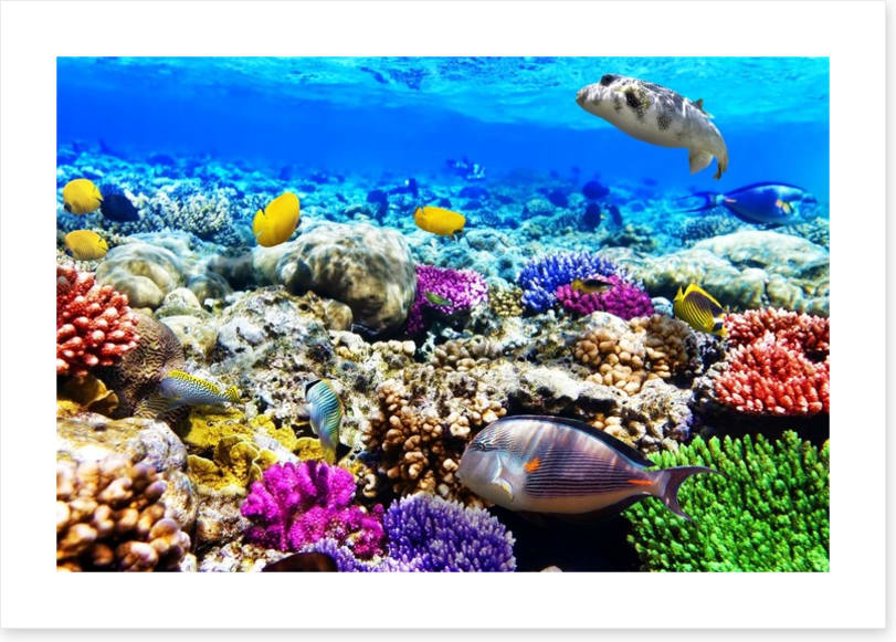 Life underwater
