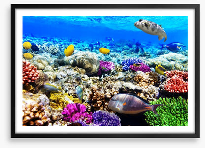 Life underwater
