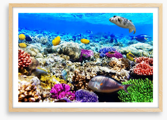 Life underwater
