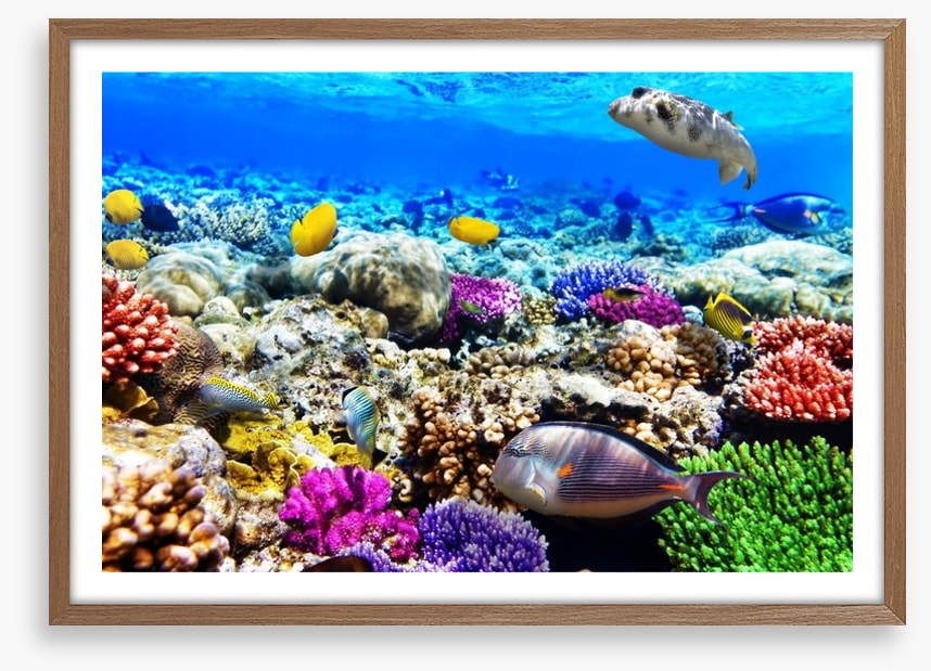 Life underwater