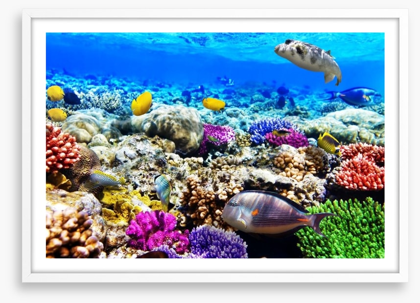 Life underwater