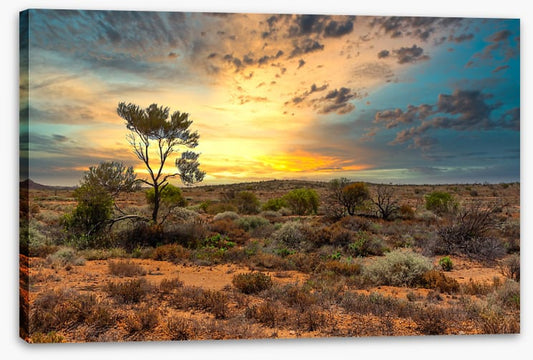 Sunset in the scrub
