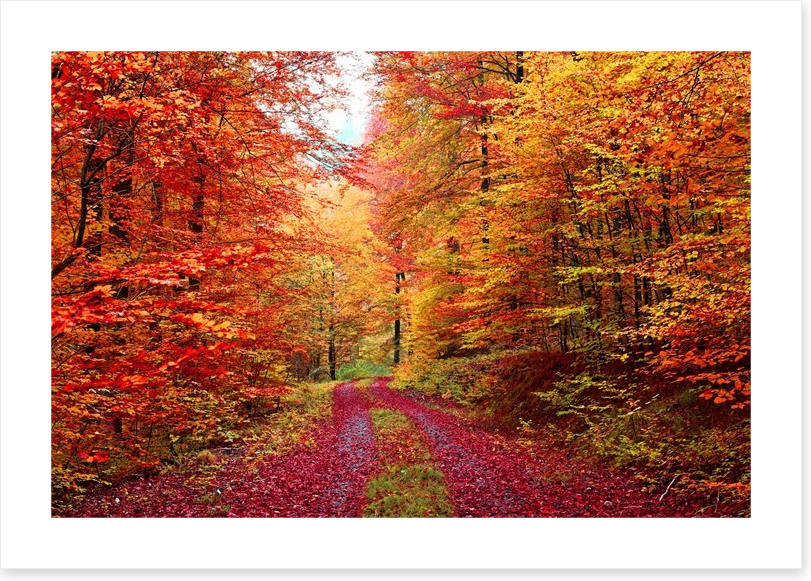 The vibrant forest