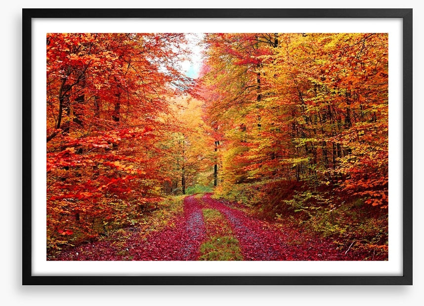 The vibrant forest