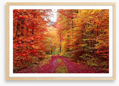 The vibrant forest
