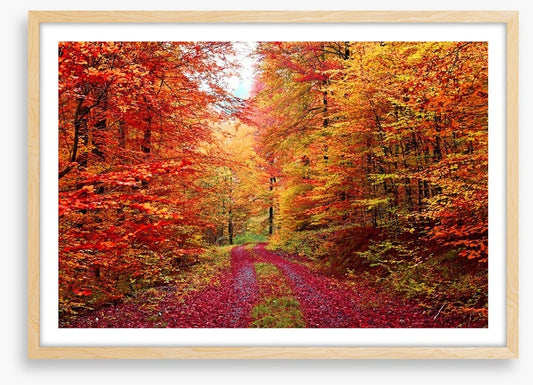 The vibrant forest