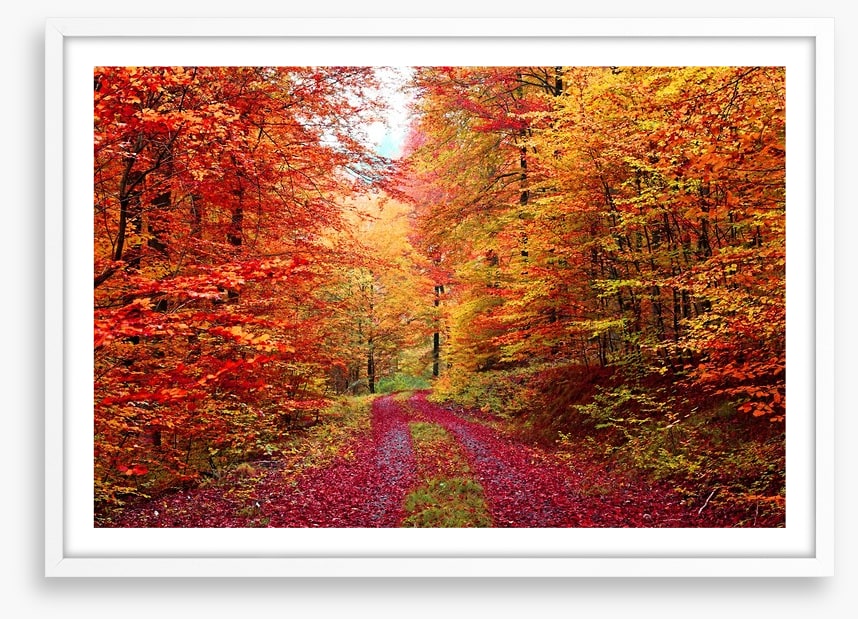 The vibrant forest