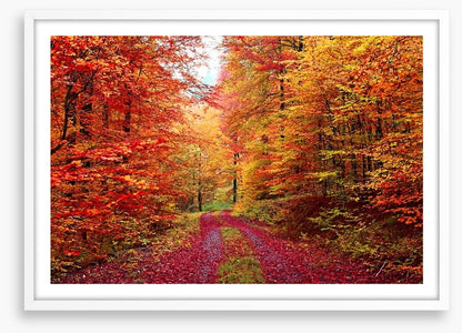 The vibrant forest