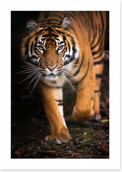 Stalking tiger