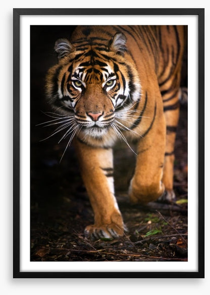 Stalking tiger