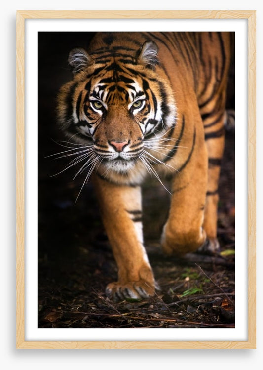Stalking tiger